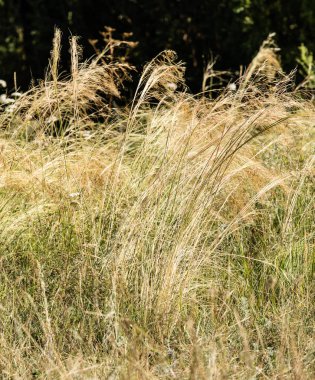 bir baston sonbaharın salkım 