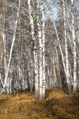 Sonbahar huş ağacı orman olmadan bırakır