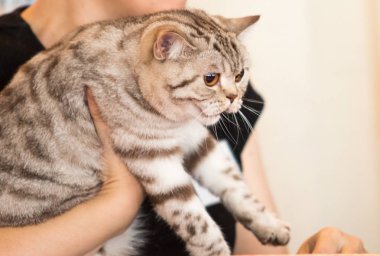 kedi eve yakın çekim portre