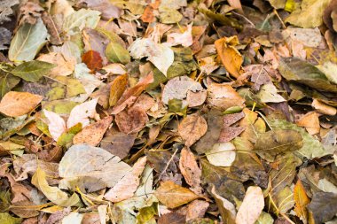 ağaçlar, arka plan gri düşen sarı yapraklar