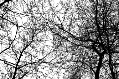 Beyaz arkaplanda ağaç dalları silueti