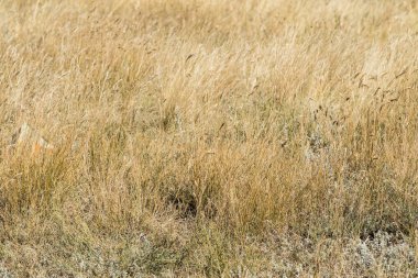 Sarı çim bozkır yaz doğa