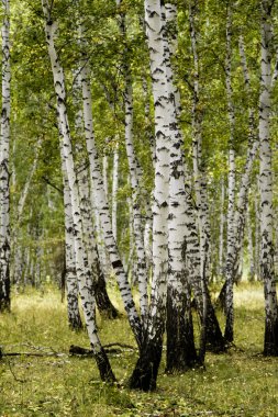 huş ağacı orman sonbahar manzara