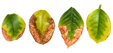 ahşap beyaz zemin üzerine yeşil yaprak