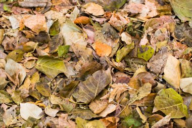 ağaçlar, arka plan gri düşen sarı yapraklar