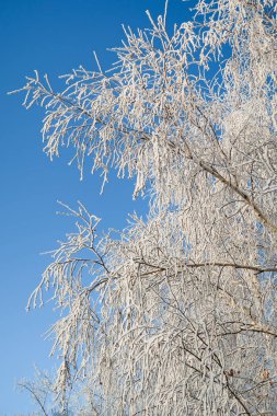 ağaçlar, gökyüzü, manzara dalları üzerinde Çiseleme