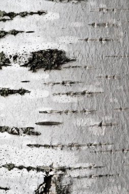 Huş kabuğu arka plan dokusu