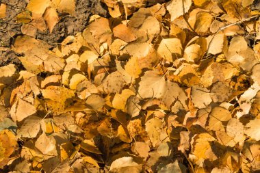 Sarı yapraklar yalan yere arka plan üzerine