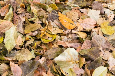 ağaçlar, arka plan gri düşen sarı yapraklar