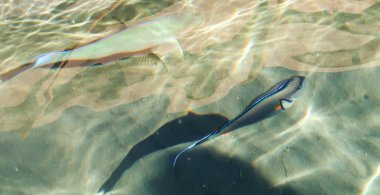 Su, balık lionfish (Pterois) - akrep ailesinin luciform balık cinsi ile üstten görünüm.