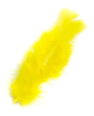 Beyaz arka plan üzerinde renkli kuş tüyü