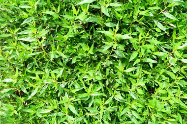 parlak yeşil çit küçük yaprakları