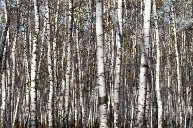 Sonbahar huş ağacı orman olmadan bırakır