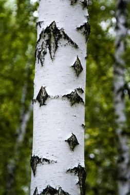 huş ağacı orman yaz manzara