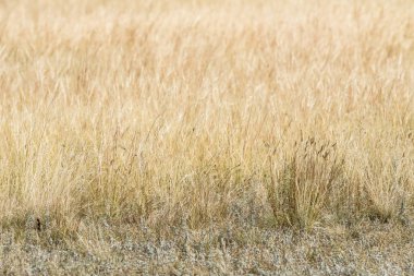 Sarı çim bozkır yaz doğa