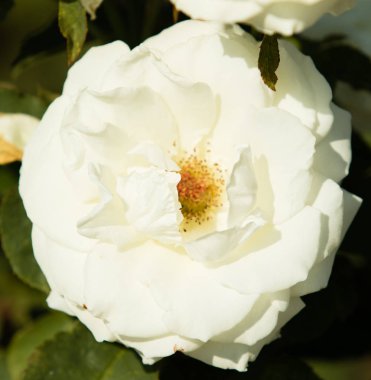 Çiçek gül manzara, yakın çekim görünümü