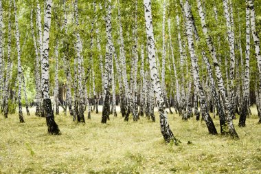 huş ağacı orman sonbahar manzara