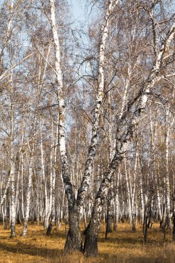 Sonbahar huş ağacı orman olmadan bırakır