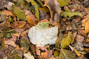 ağaçlar, arka plan gri düşen sarı yapraklar