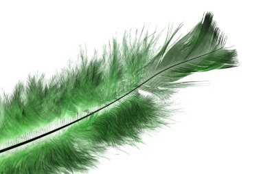 Beyaz arka plan üzerinde renkli kuş tüyü