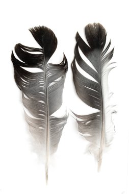 Beyaz arkaplanda kuş tüyü