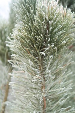 iğne falan batmazdı iğneler yakın çekim ile çam fidanı