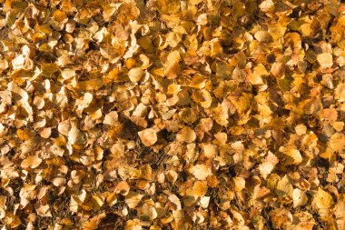 Sarı yapraklar yalan yere arka plan üzerine