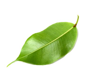Beyaz arkaplanda yeşil yaprak izole edildi