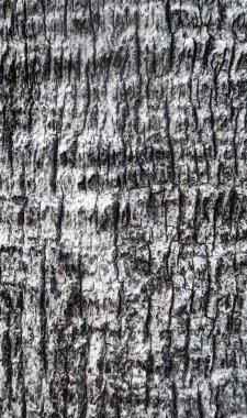 Ağaç kabuğu palm doku