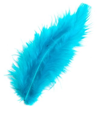 Beyaz arka plan üzerinde renkli kuş tüyü