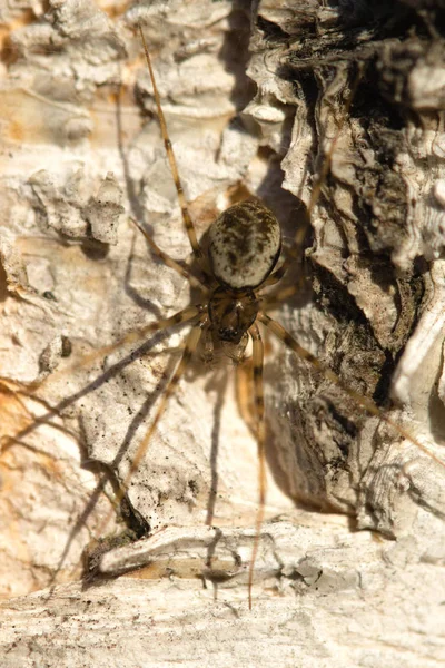 Spider Close Forest — Stock Photo, Image