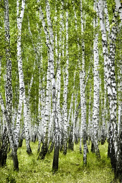 Birch Forest Summer Landscape — Stock Photo, Image