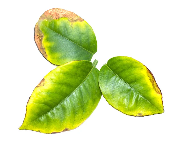 Grünes Blatt Von Einem Baum Auf Weißem Hintergrund — Stockfoto