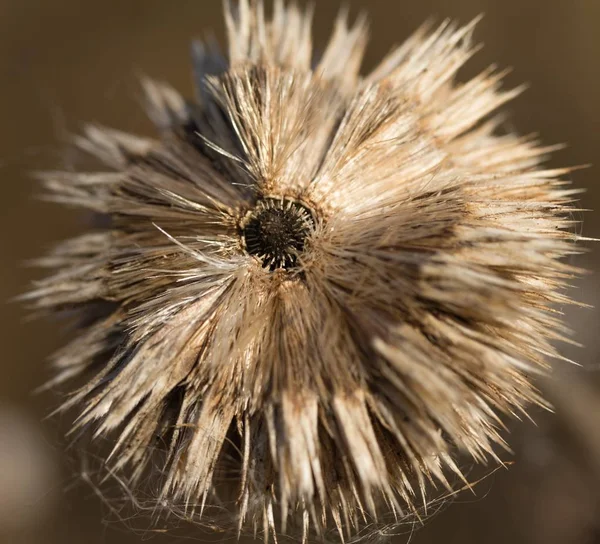 Droge Verdord Herfst Distels — Stockfoto