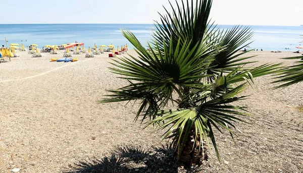 Palm Bomen Zee Landschap Zomer — Stockfoto