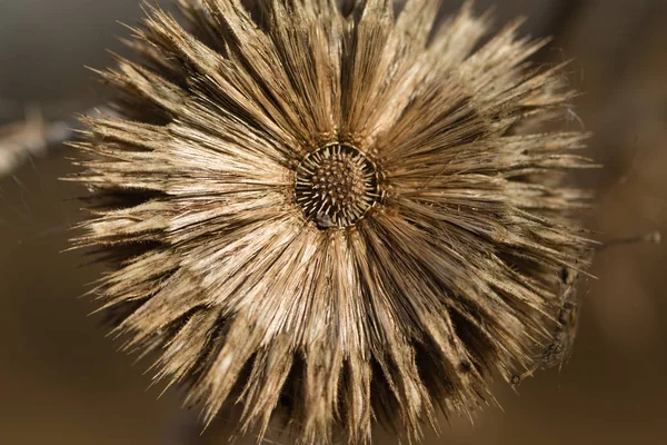 Dry Withered Autumn Thistles — Stock Photo, Image