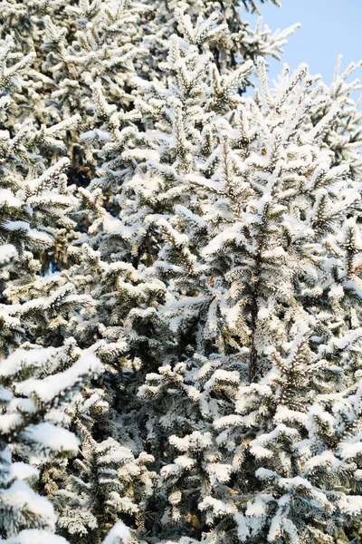 winter tree spruce in the snow