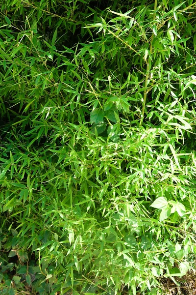 Grön Bambu Bush Natur — Stockfoto