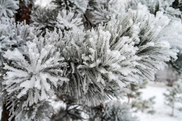 Nieve Las Agujas Los Abetos Cerca — Foto de Stock