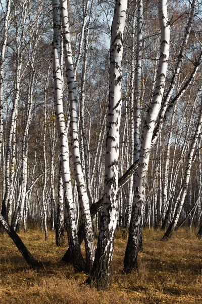 없이을 자작나무 — 스톡 사진