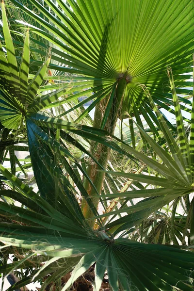 Feuilles Vertes Palmiers Ciel Paysage — Photo