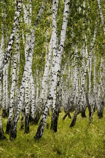 白桦林秋季景观 — 图库照片