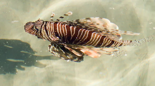 Top view through the water, fish lionfish (Pterois) - the genus of luciform fish of the Scorpion family.