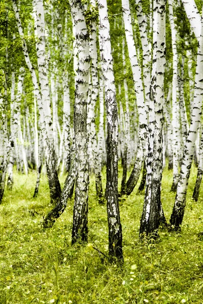 Birch Forest Summer Landscape — Stock Photo, Image