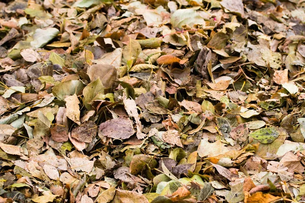 Folhagem Amarela Cinza Caído Árvores Fundo — Fotografia de Stock