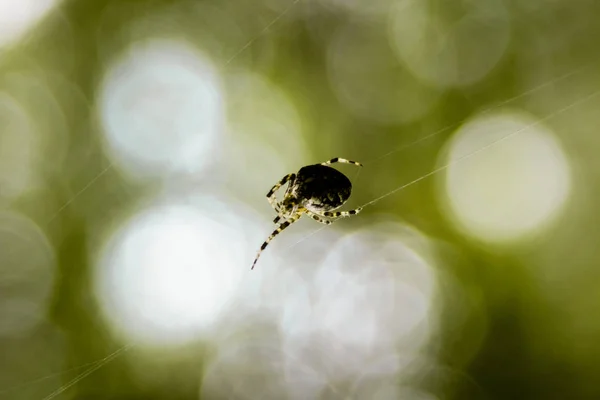 Aranha Com Uma Cruz Nas Costas Uma Teia Aranha — Fotografia de Stock