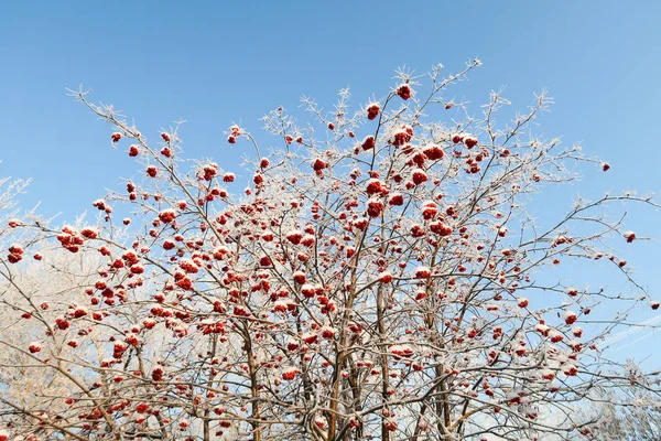 空と雪の中での山の灰 — ストック写真