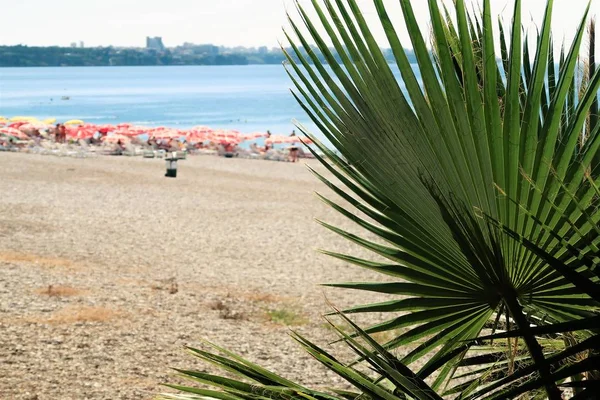 Palm Bomen Zee Landschap Zomer — Stockfoto