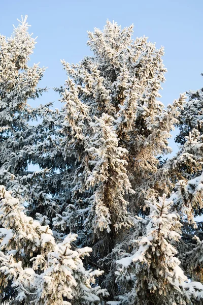 Abete Rosso Sulla Neve — Foto Stock