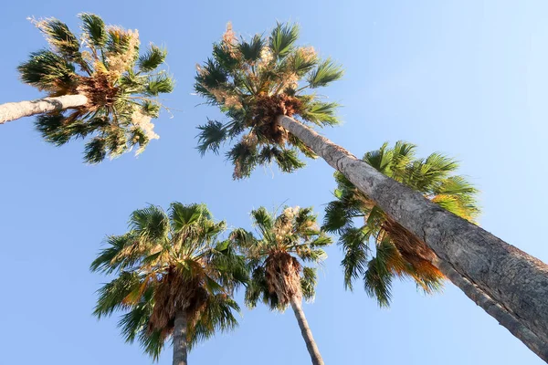 Palm Trees View Sky — Stock Photo, Image